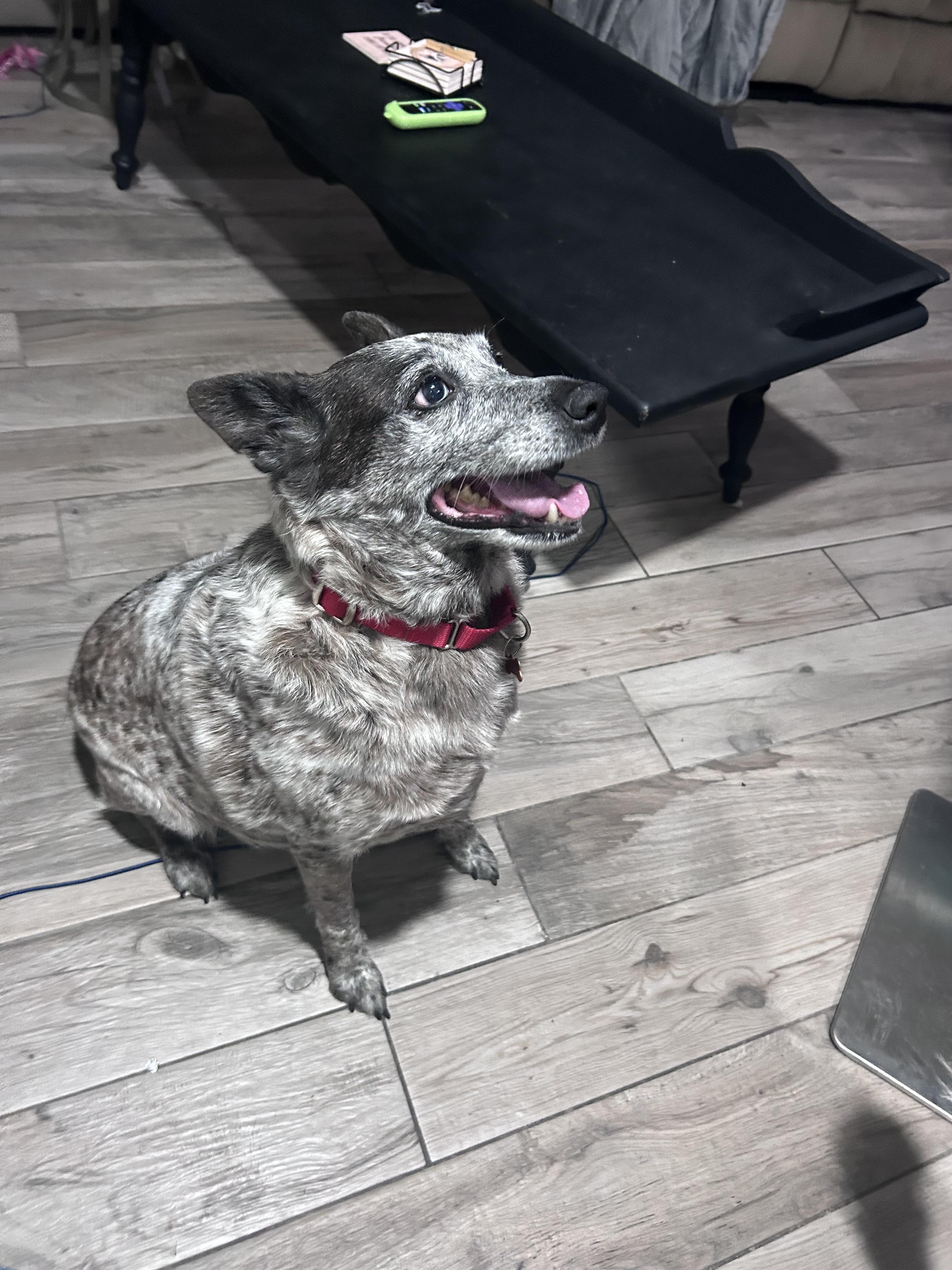 Enlarge Olive, a Adoptable Lancashire Heeler in Fruit Heights, UT image 6/6