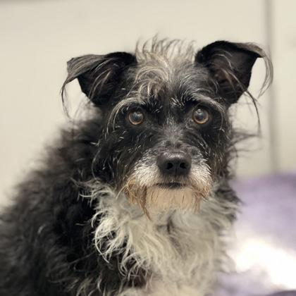 Enlarge Sasha Baby, an adoptable mixed breed in Sacramento, CA image 1/3