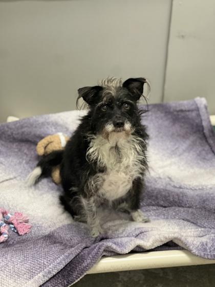 Enlarge Sasha Baby, an adoptable mixed breed in Sacramento, CA image 2/3