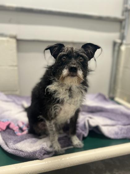 Enlarge Sasha Baby, an adoptable mixed breed in Sacramento, CA image 3/3