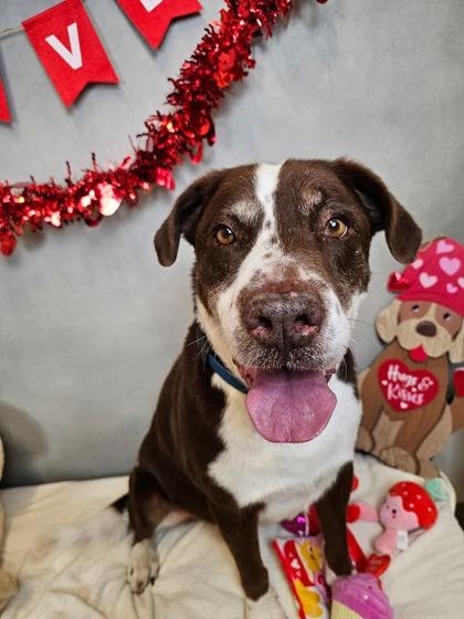 Barney, Adoptable, Adult Male Mixed Breed & Mixed Breed.