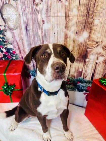 Barney, Adoptable, Adult Male Mixed Breed & Mixed Breed.