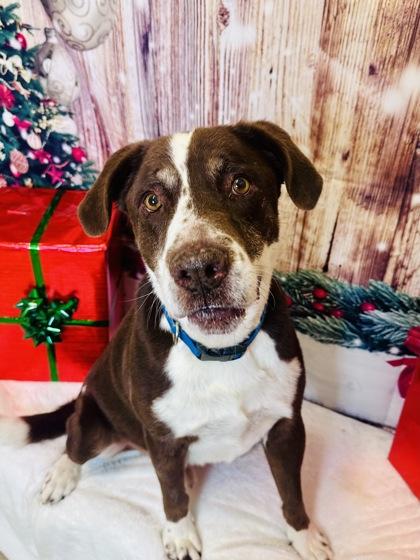 Enlarge Barney, a Adoptable mixed breed in Cedar Hill, TX image 2/3