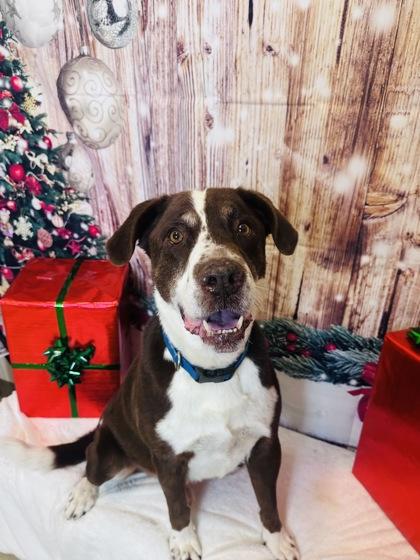 Enlarge Barney, a Adoptable mixed breed in Cedar Hill, TX image 3/3