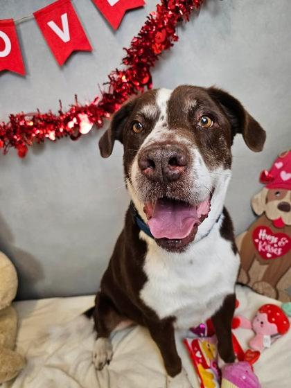 Enlarge Barney, a Adoptable mixed breed in Cedar Hill, TX image 5/5