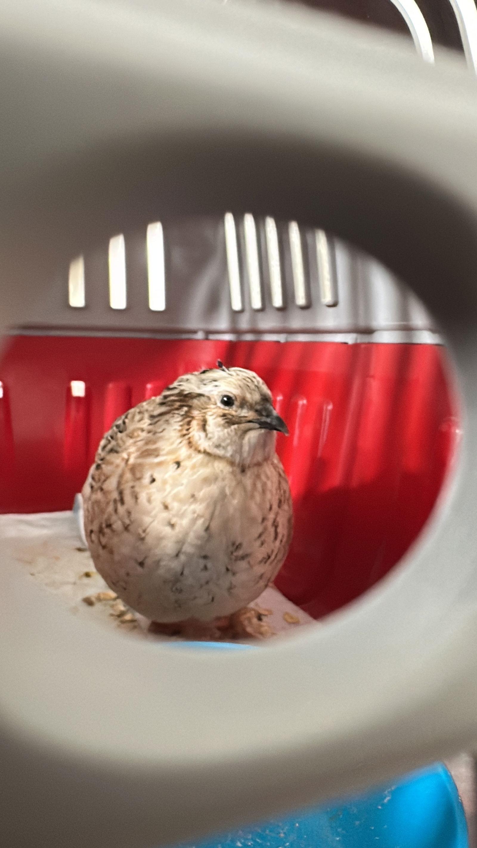 Cutie, Adoptable, Adult Male Quail.