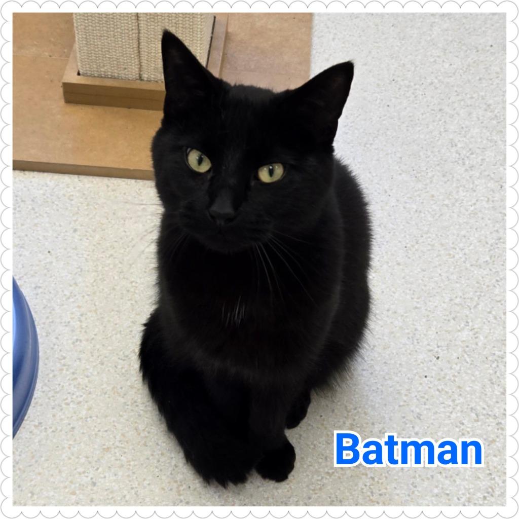 Enlarge Batman, a Adopted mixed breed in North Saint Paul, MN image 1/2