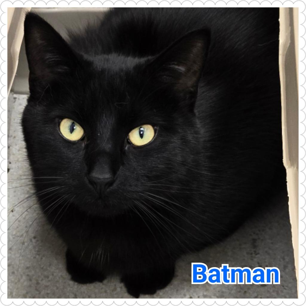 Enlarge Batman, a Adopted mixed breed in North Saint Paul, MN image 2/2