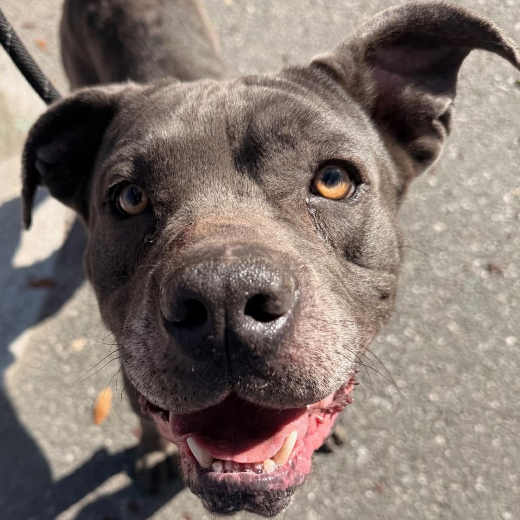 Huck, Adoptable, Adult Male Cane Corso.