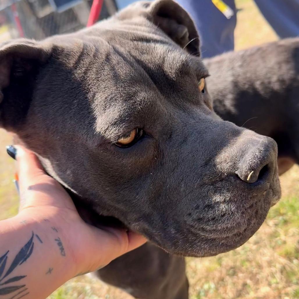 Enlarge Huck, a Adoptable Cane Corso in Jacksonville, FL image 2/2