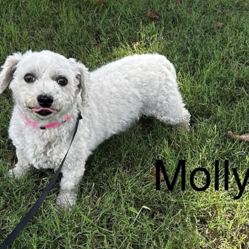 Molly — thumbnail 4