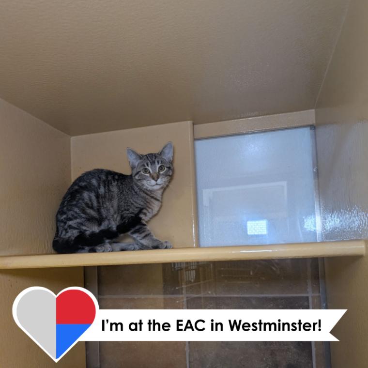 Solana, Adoptable, Young Female Domestic Short Hair.