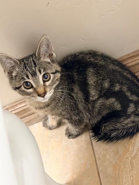 Solana, a Adoptable Domestic Short Hair in Westminster, CO image 2/3