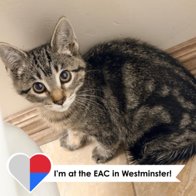 Solana, a Adoptable Domestic Short Hair in Westminster, CO image 3/3