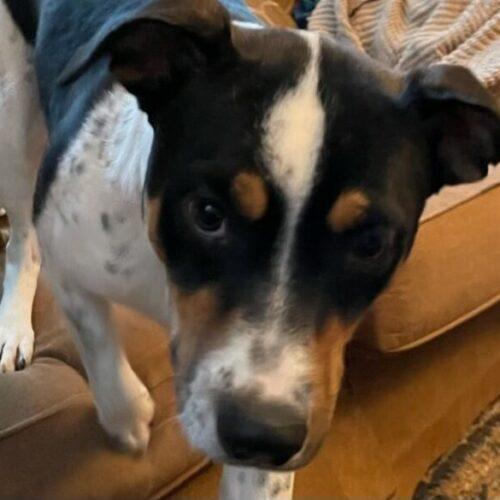 Princess Sadie, a Adoptable mixed breed in Bellmawr, NJ image 5/6