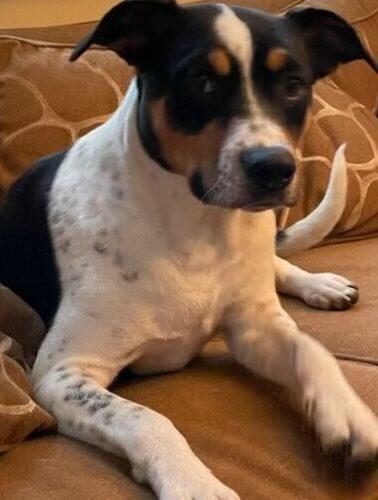 Princess Sadie, a Adoptable mixed breed in Bellmawr, NJ image 6/6