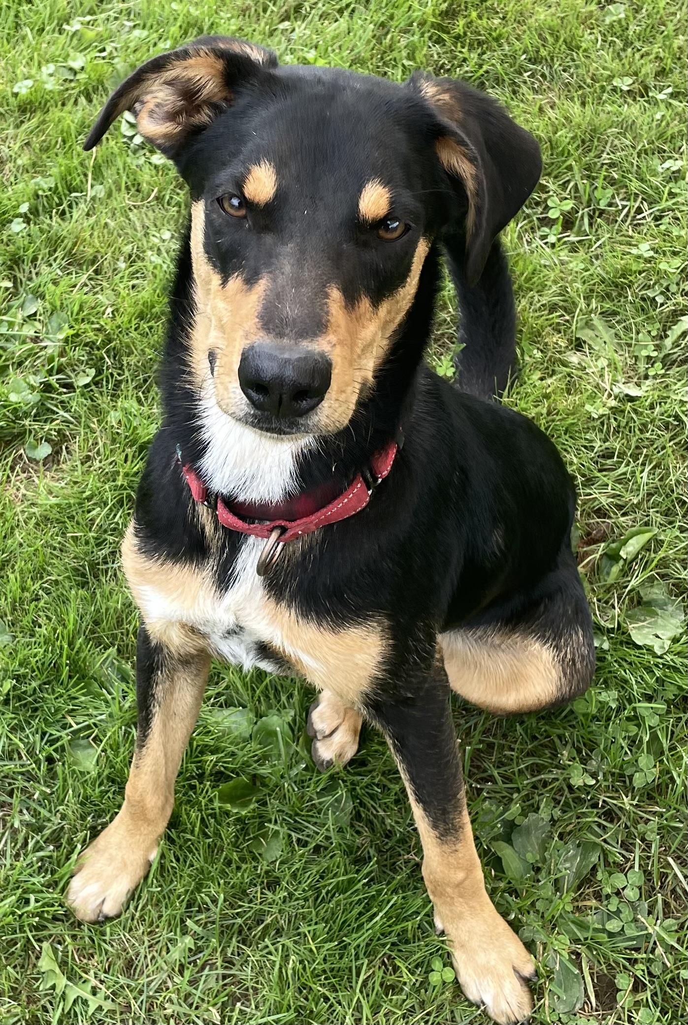 Enlarge Dobbie, a Adoptable mixed breed in Salem, OH image 3/3