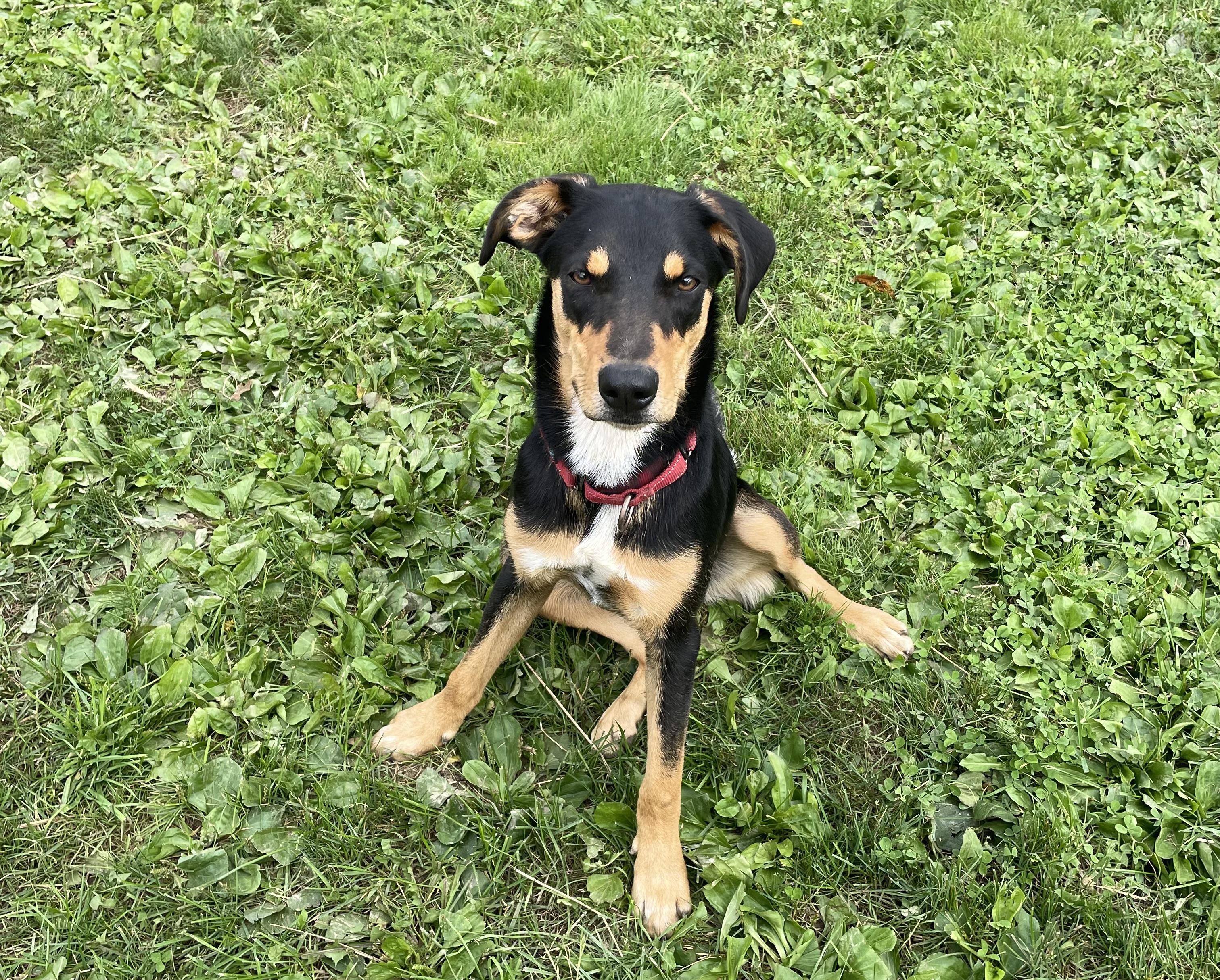 Enlarge Dobbie, a Adoptable mixed breed in Salem, OH image 1/3