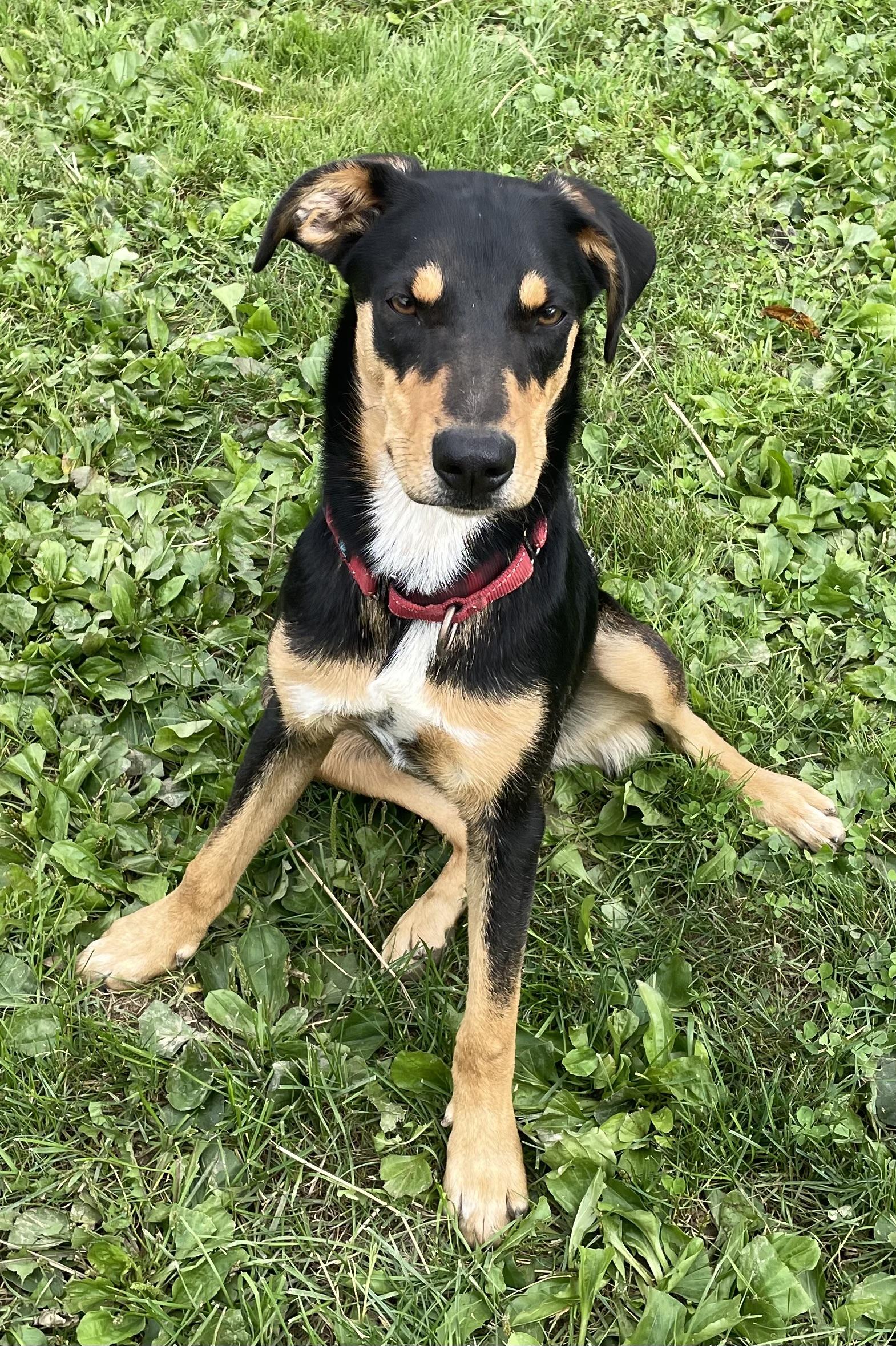 Enlarge Dobbie, a Adoptable mixed breed in Salem, OH image 2/3