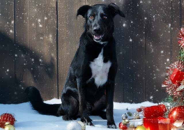 GRAYSON, Adoptable, Adult Male Border Collie & German Shepherd Dog.