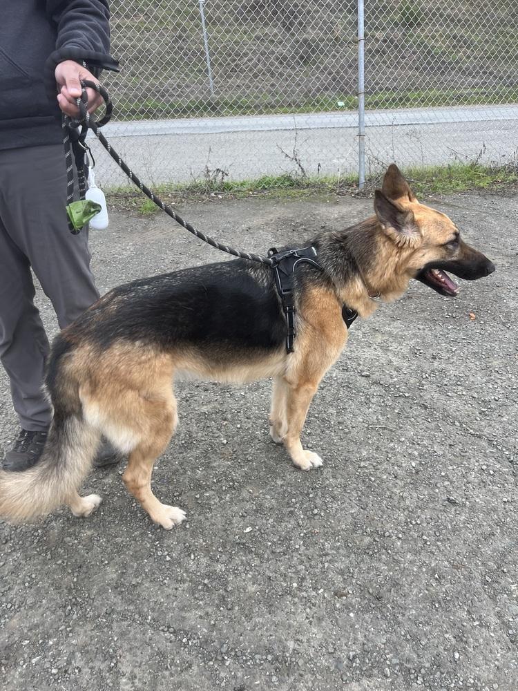 Sadie (Courtesy Post), a Adoptable German Shepherd Dog in Fulton, CA image 1/6