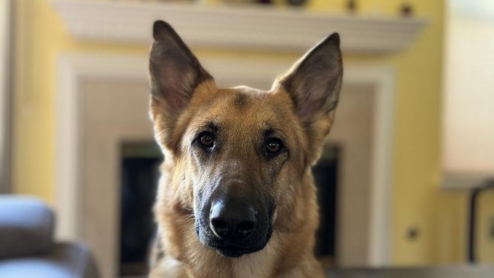 Sadie (Courtesy Post), a Adoptable German Shepherd Dog in Fulton, CA image 2/6
