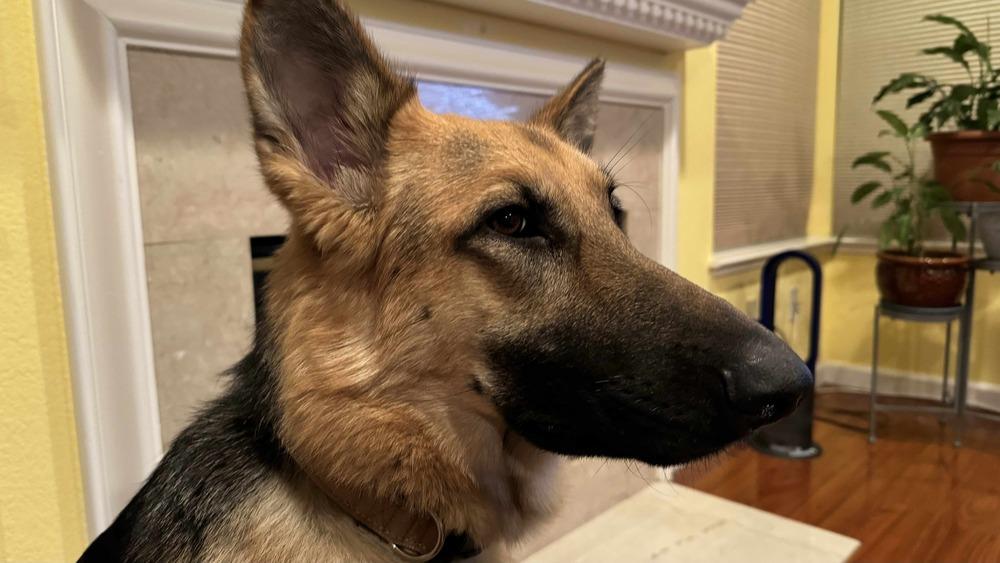 Sadie (Courtesy Post), a Adoptable German Shepherd Dog in Fulton, CA image 3/6