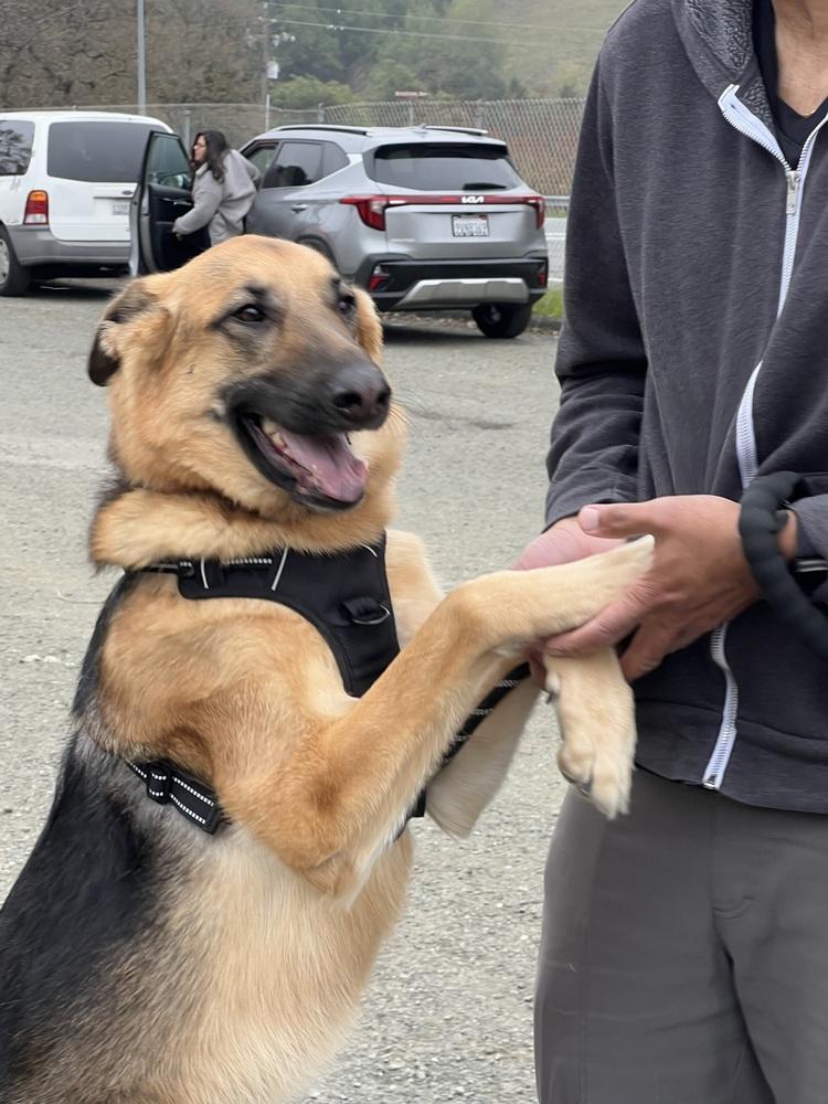 Sadie (Courtesy Post), a Adoptable German Shepherd Dog in Fulton, CA image 4/6