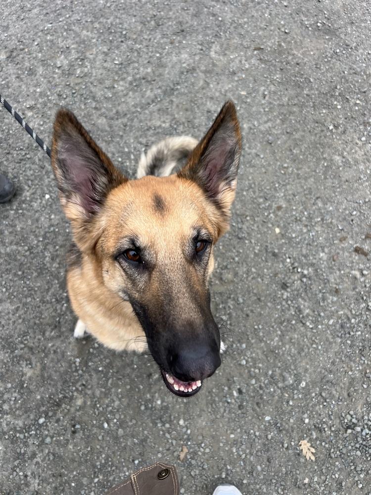 Sadie (Courtesy Post), a Adoptable German Shepherd Dog in Fulton, CA image 5/6