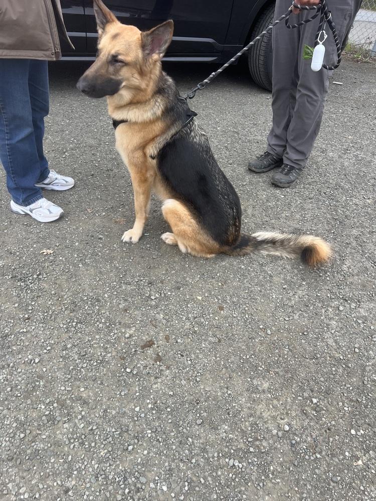 Sadie (Courtesy Post), a Adoptable German Shepherd Dog in Fulton, CA image 6/6