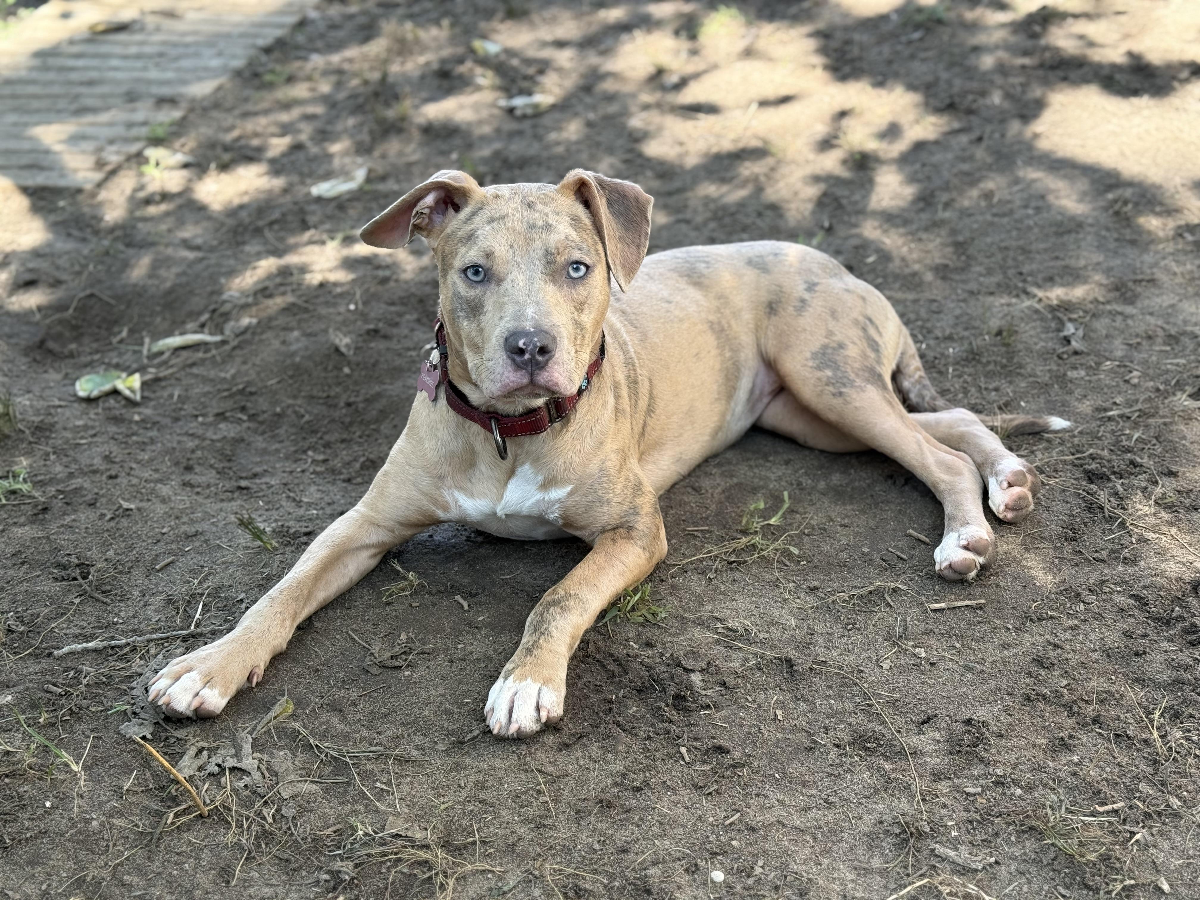 Peaches, a Adoptable mixed breed in Ocean View, NJ image 2/6