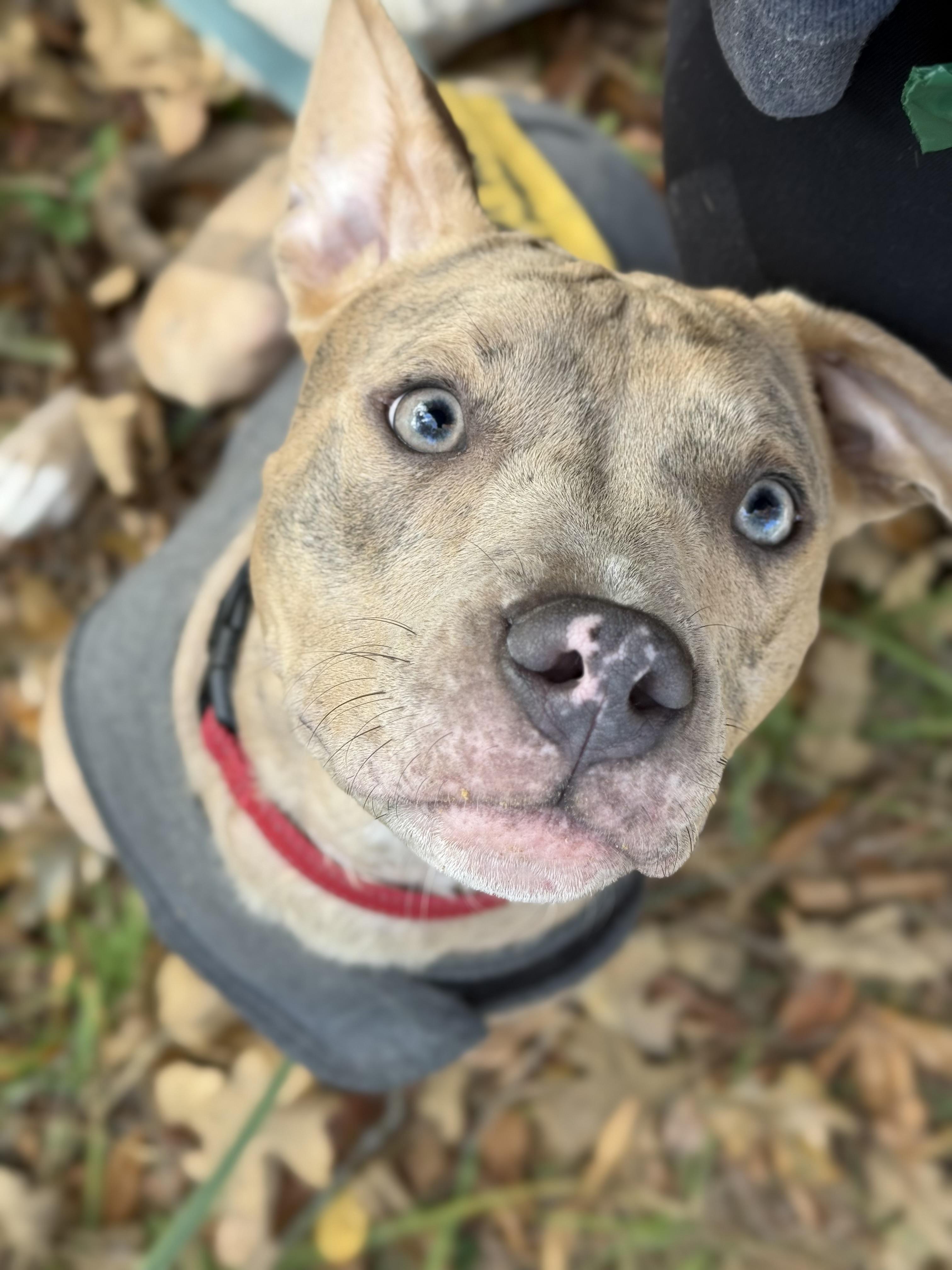 Enlarge Peaches, a Adoptable Pit Bull Terrier in Egg Harbor Township, NJ image 1/6