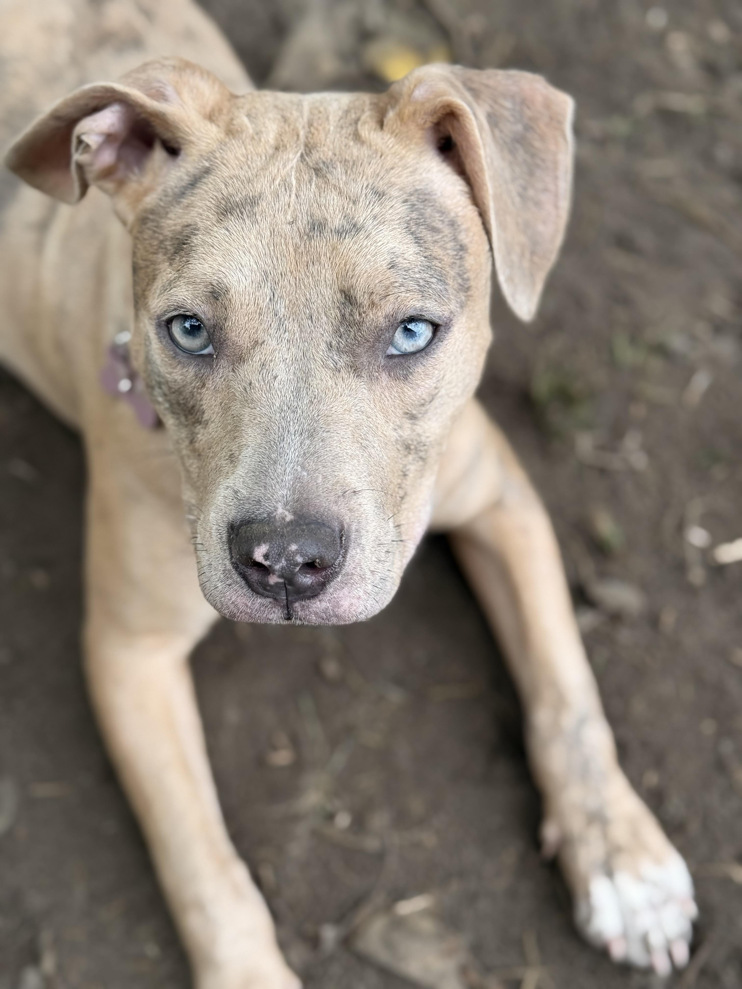 Peaches, a Adoptable mixed breed in Ocean View, NJ image 3/6