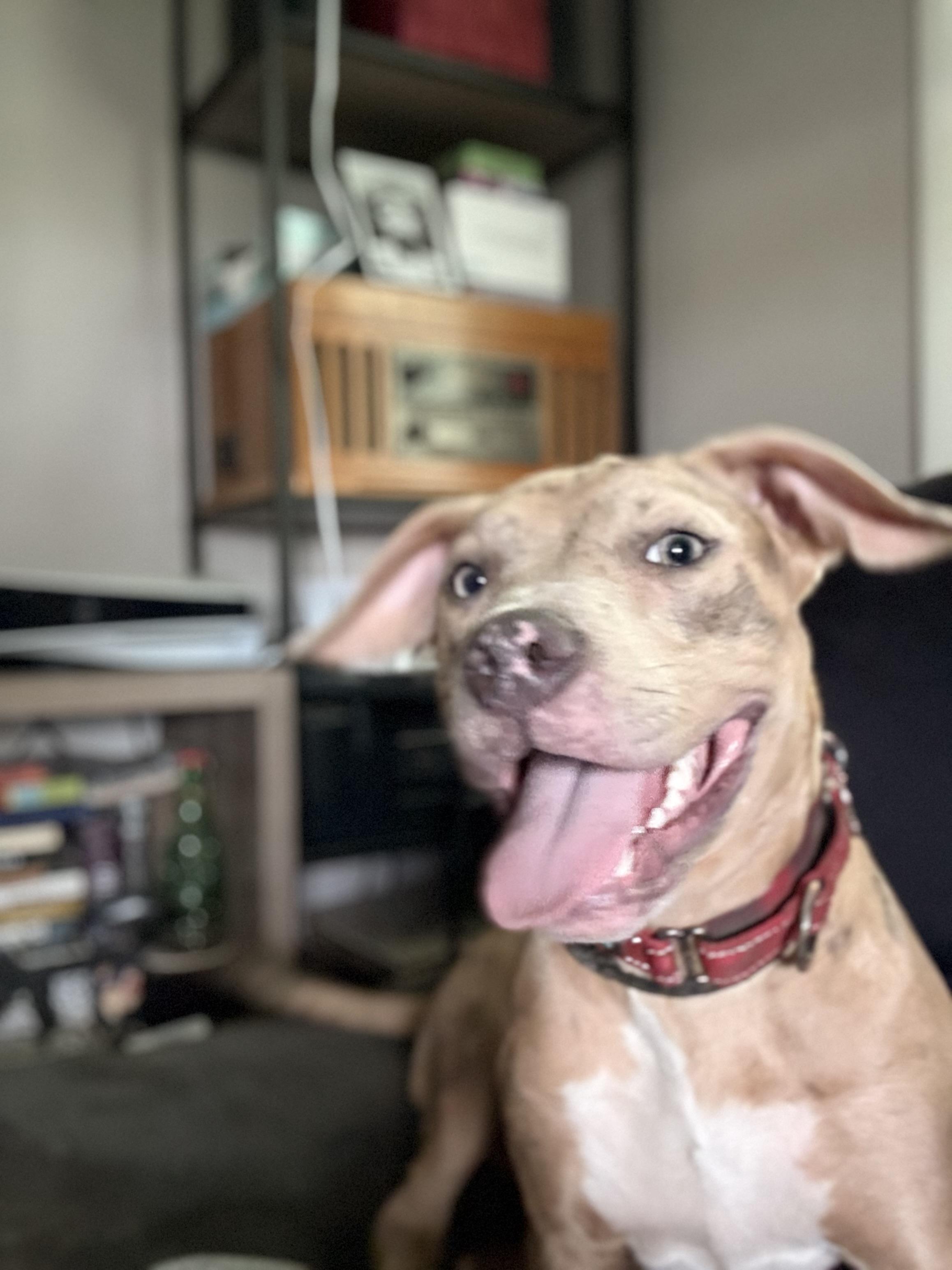 Peaches, a Adoptable mixed breed in Ocean View, NJ image 5/6