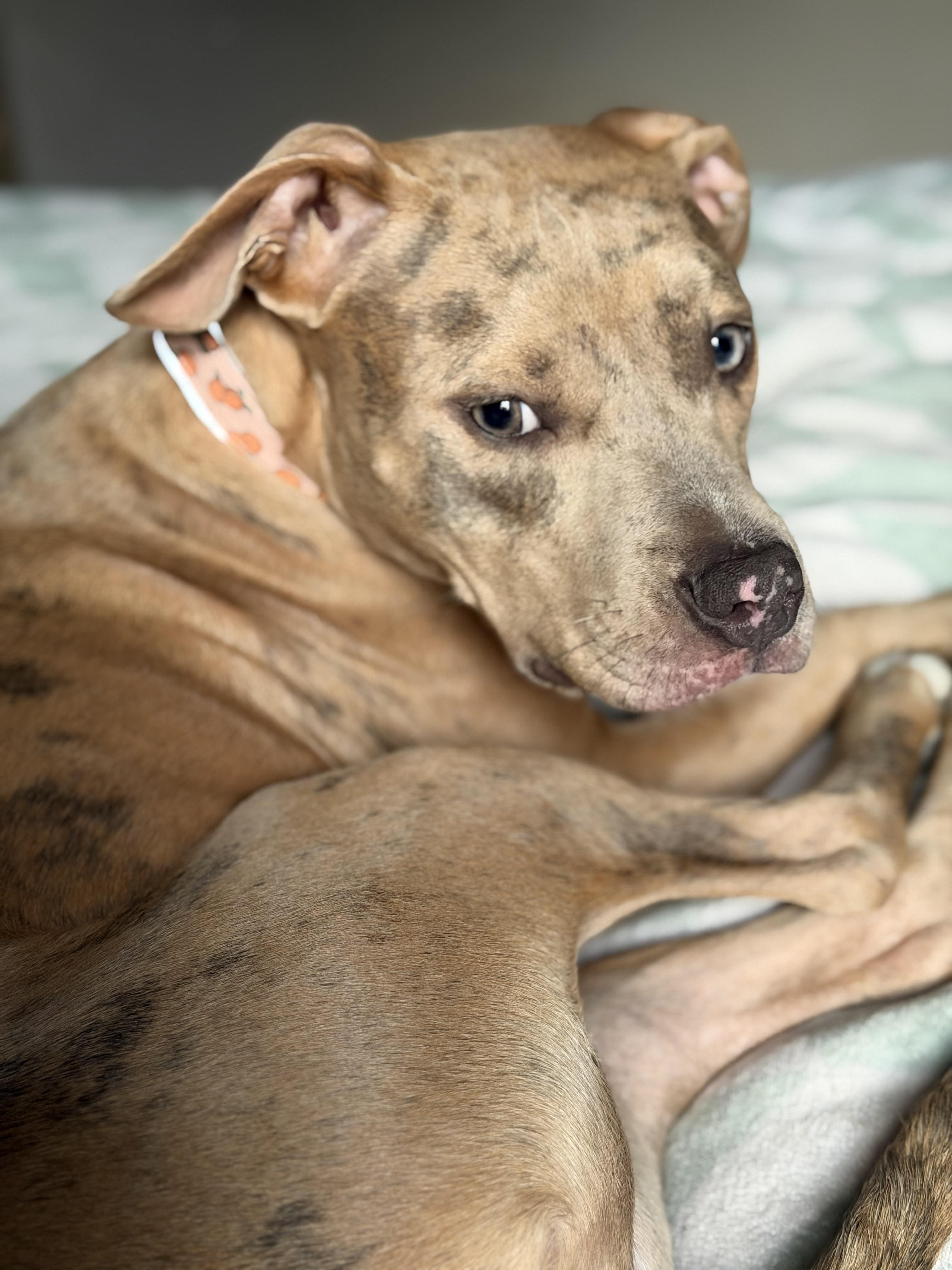 Enlarge Peaches, a Adoptable Pit Bull Terrier in Egg Harbor Township, NJ image 5/6