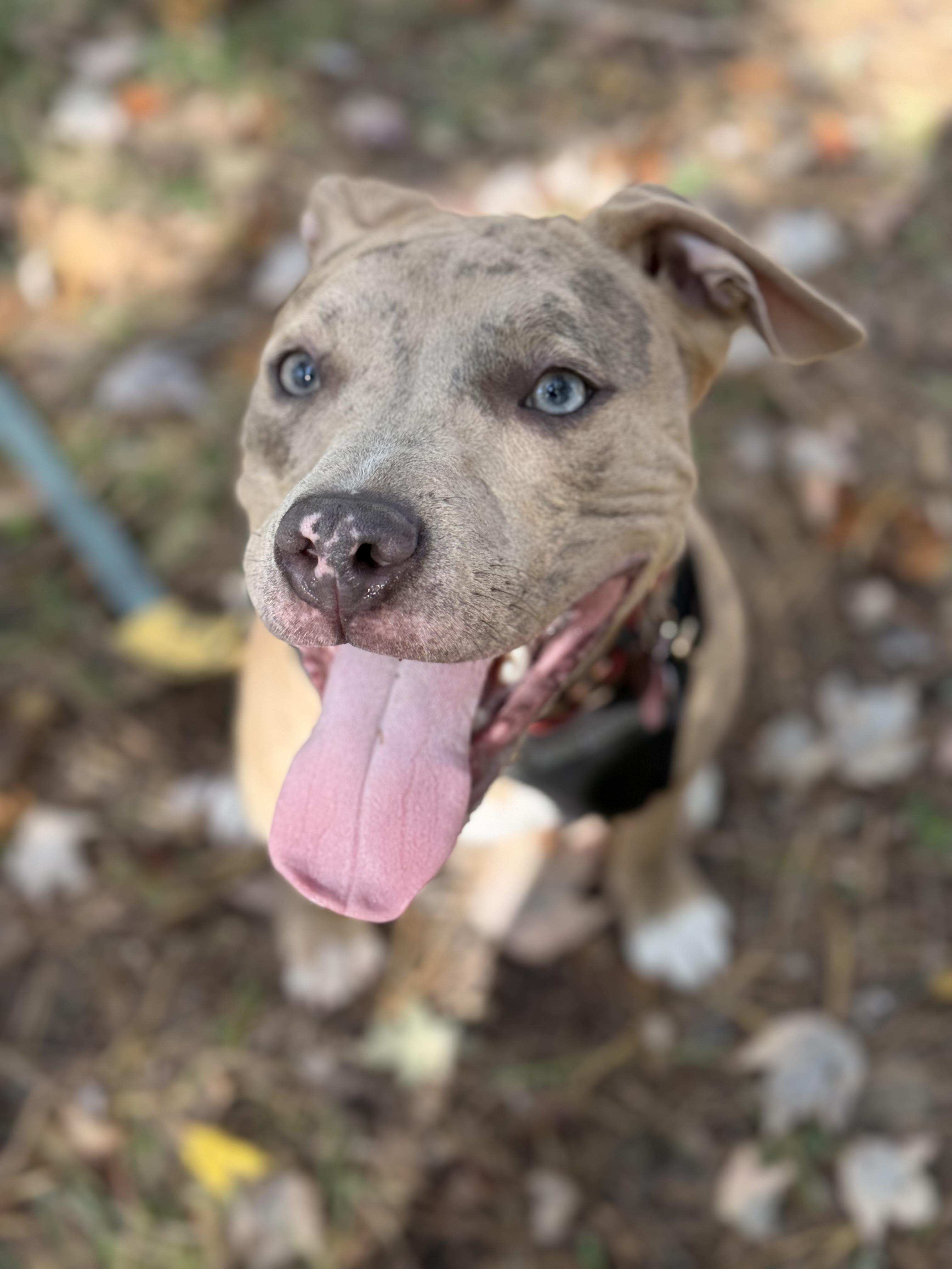 Peaches, Adoptable, Young Female Mixed Breed & Catahoula Leopard Dog.