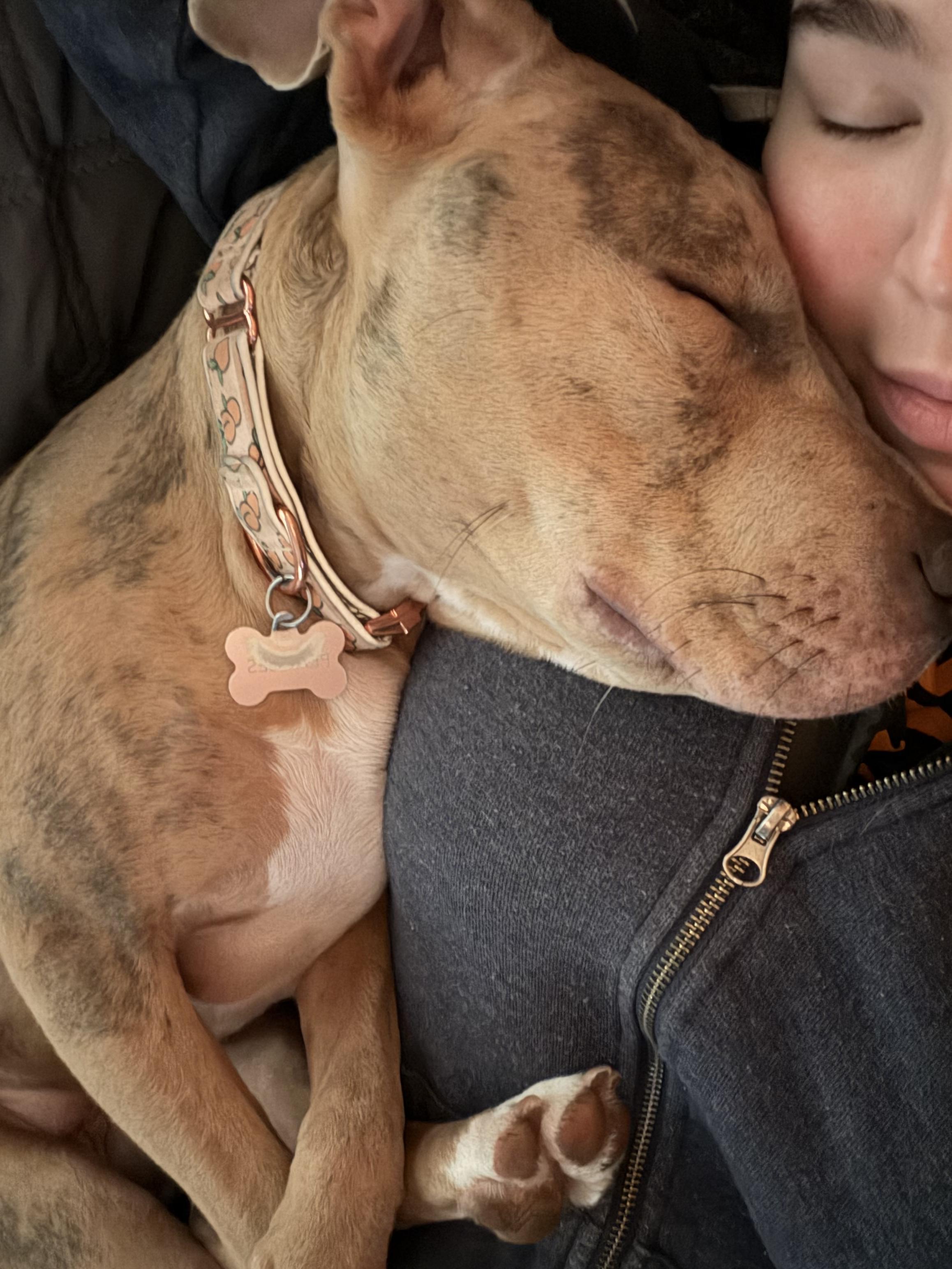 Enlarge Peaches, a Adoptable Pit Bull Terrier in Egg Harbor Township, NJ image 4/6