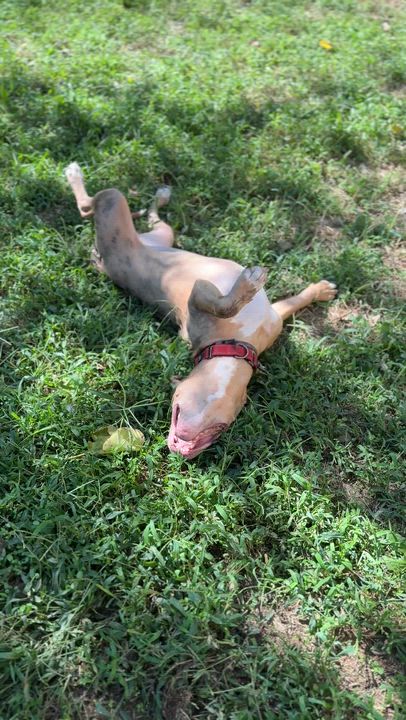 Enlarge Peaches, a Adoptable mixed breed in Ocean View, NJ video 4/6