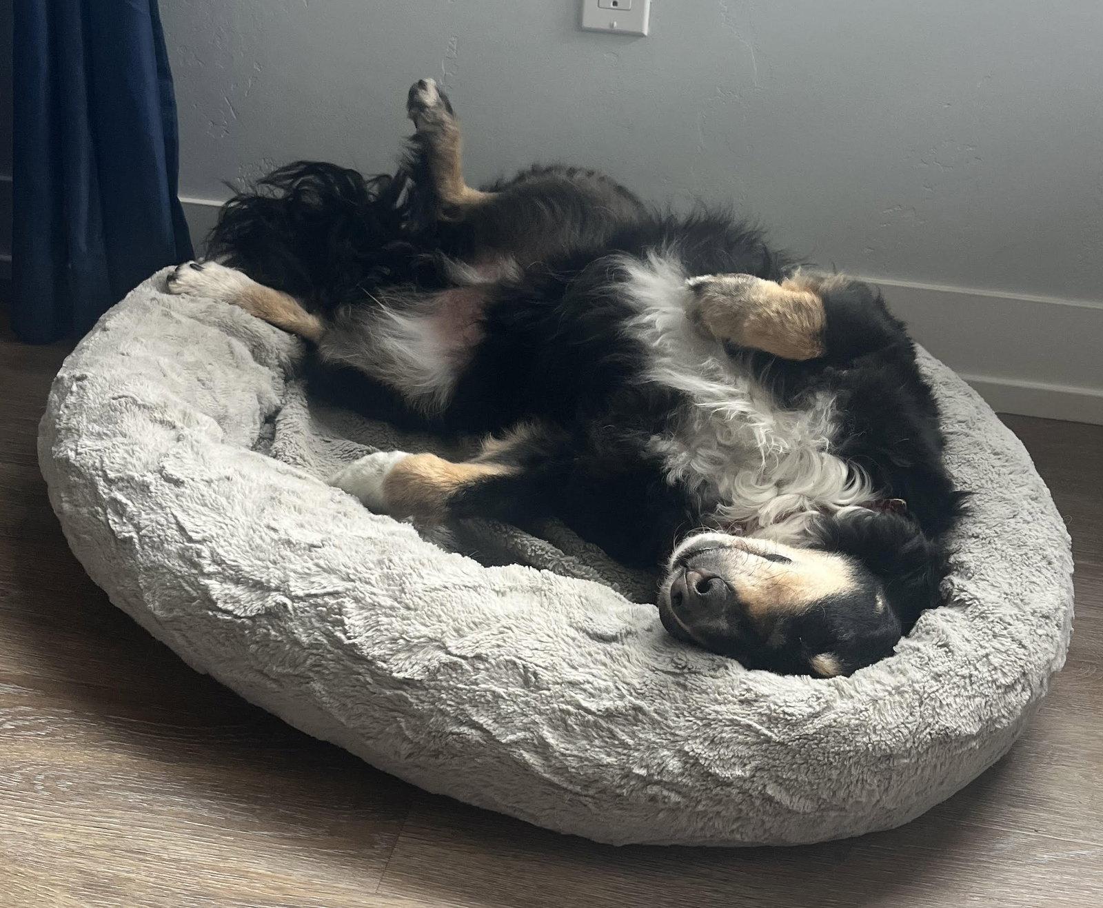 Milo, Adoptable, Senior Male Australian Shepherd.