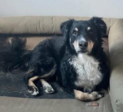 Enlarge Milo, a Adoptable Australian Shepherd in Winter Park, CO image 2/2