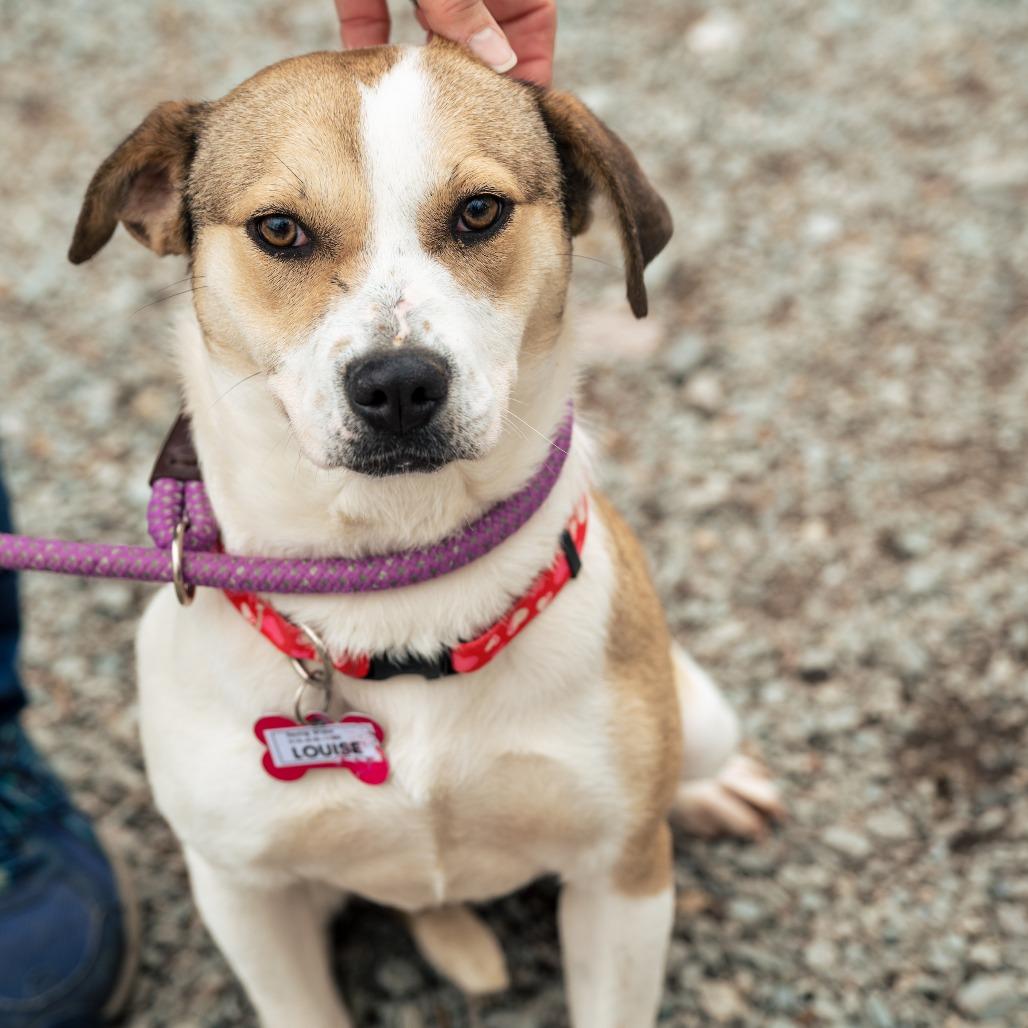 Louise, Adoptable, Young Female Labrador Retriever.