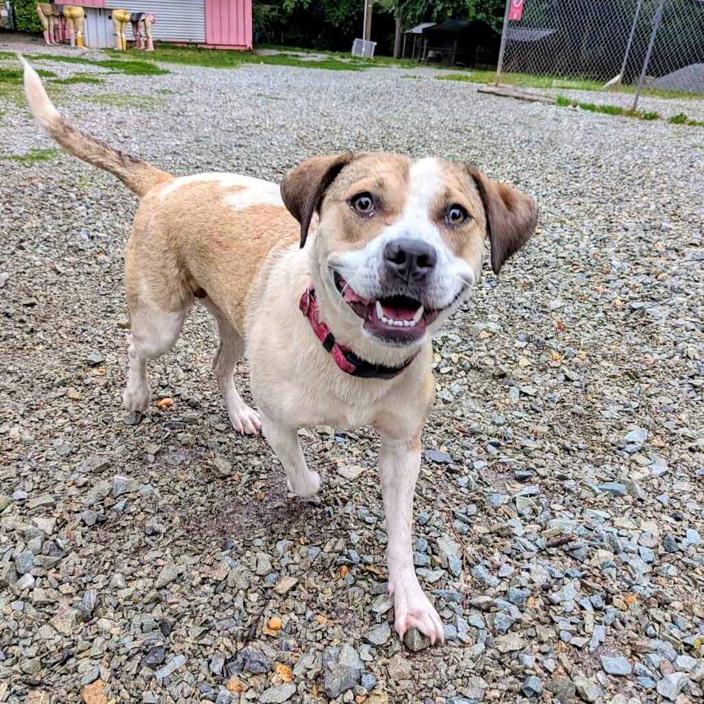 Louise, a Adoptable Labrador Retriever in Wake Forest, NC image 2/6
