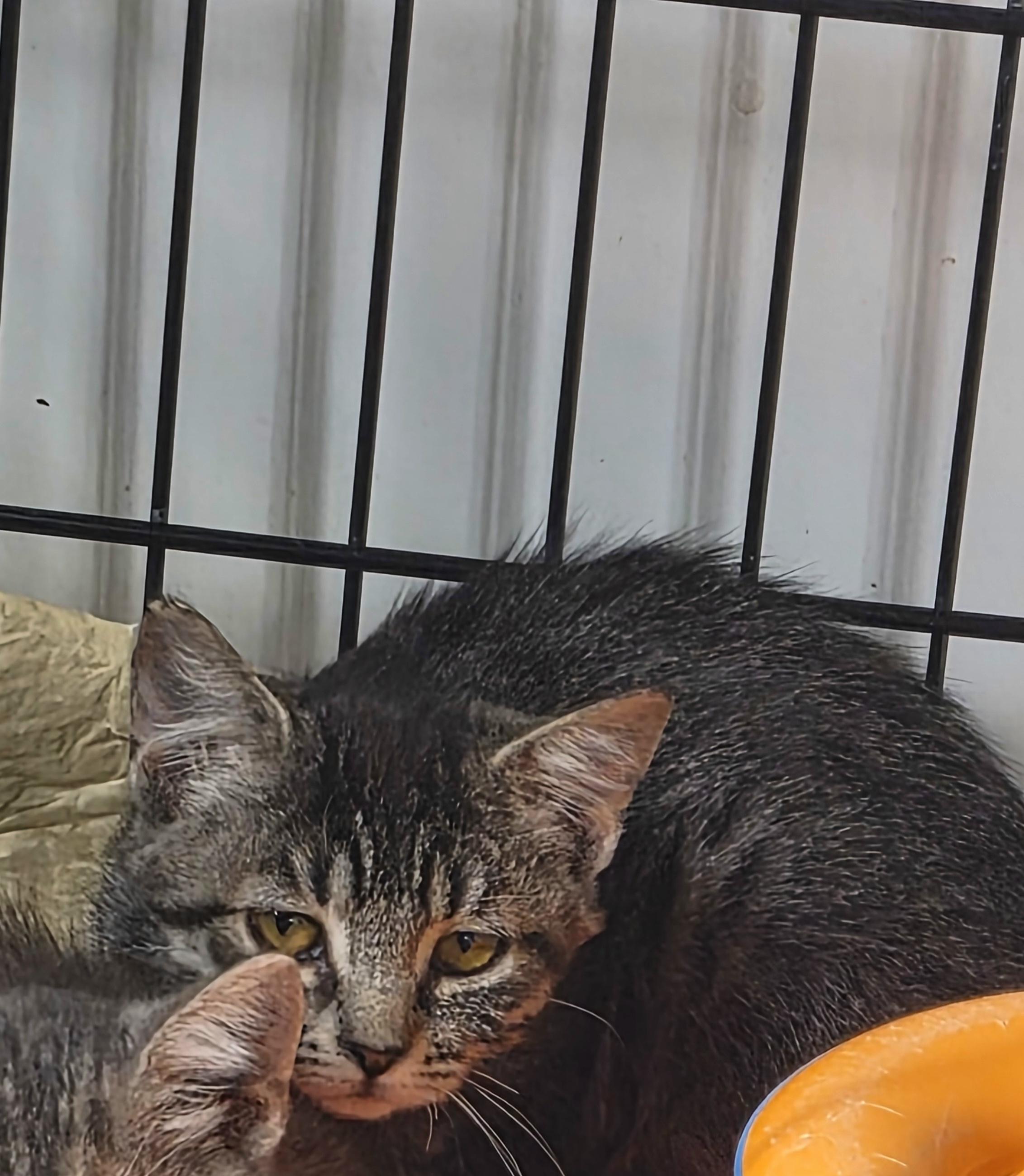 Marigold, Adoptable, Kitten Female Domestic Short Hair.
