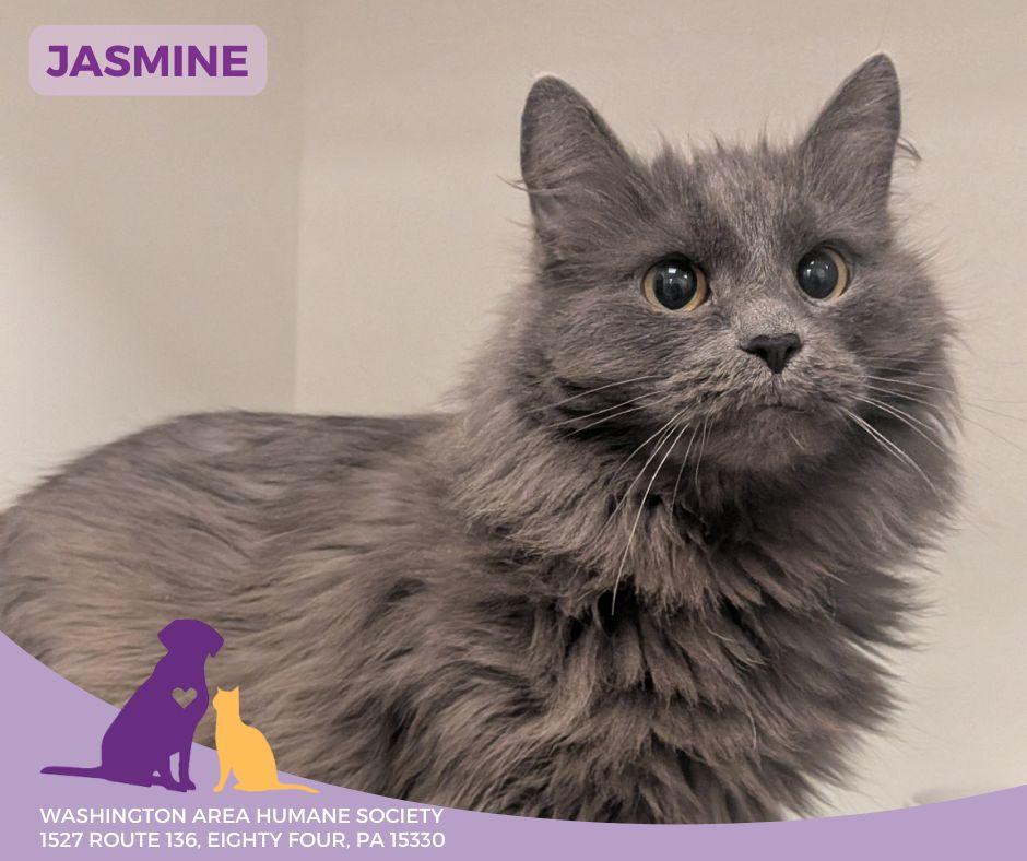 Jasmine, ADOPTABLE, Adult Female Domestic Long Hair.