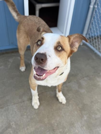 Enlarge Notzu, a Adoptable mixed breed in Aberdeen, SD image 1/3