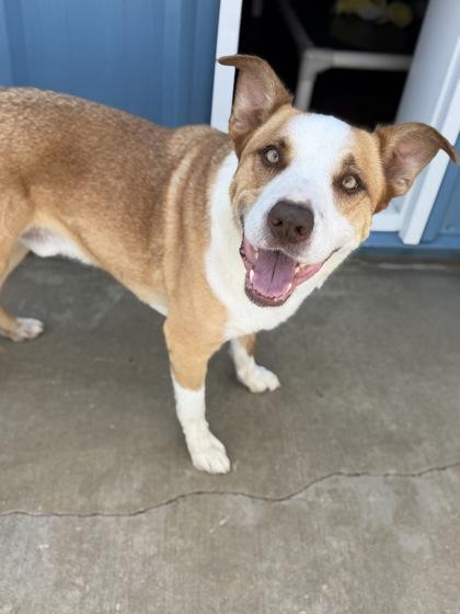 Enlarge Notzu, a Adoptable mixed breed in Aberdeen, SD image 2/3