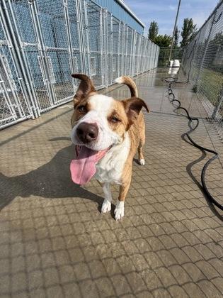 Enlarge Notzu, a Adoptable mixed breed in Aberdeen, SD image 3/3