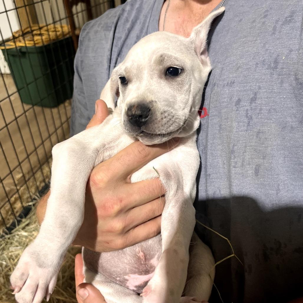 Tundra, Adoptable, Puppy Male Rottweiler & Labrador Retriever.