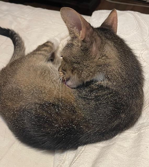 Enlarge Ethel, a Adoptable Domestic Short Hair in san antonio, TX image 1/3