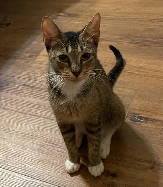 Enlarge Ethel, a Adoptable Domestic Short Hair in san antonio, TX image 2/3